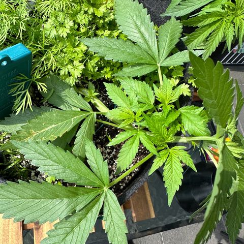 Diesel Automatic growlog timeline photo