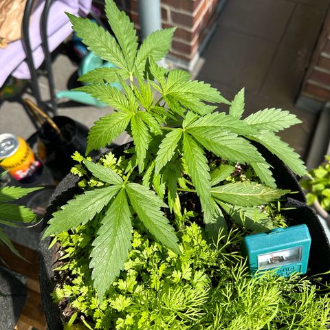 Diesel Automatic growlog timeline photo