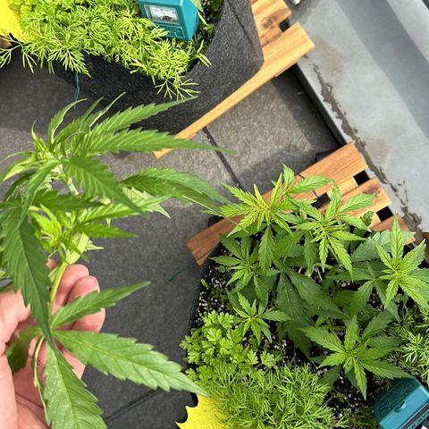 Sweet ZZ Automatic growlog photo: Ups
