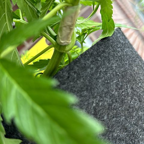 Sweet ZZ Automatic growlog photo: Ups
