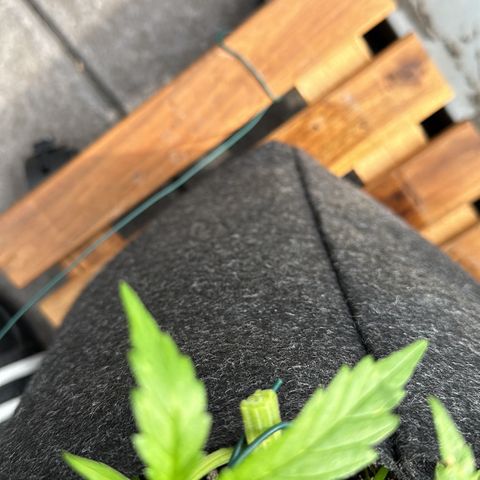 Sweet ZZ Automatic growlog photo: Ups