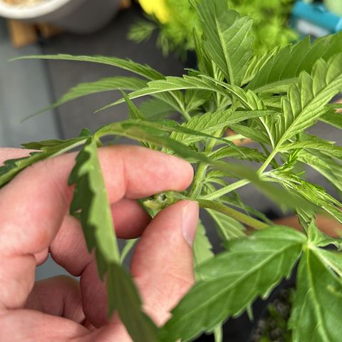 Sweet ZZ Automatic growlog photo: Ups