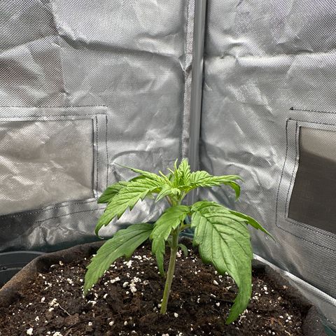 Bubbles growlog timeline photo