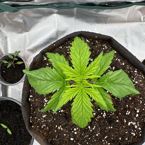 Bubbles growlog timeline photo