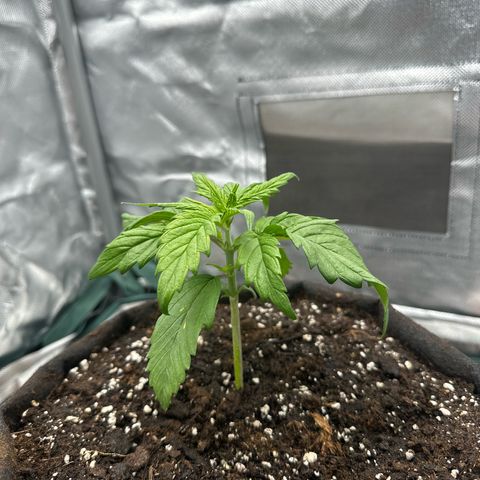 Bubbles growlog timeline photo