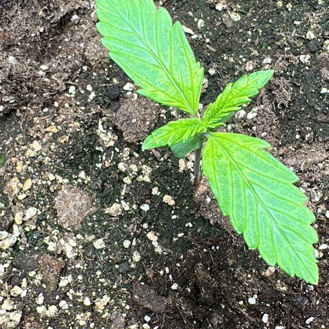 Bubbles growlog timeline photo