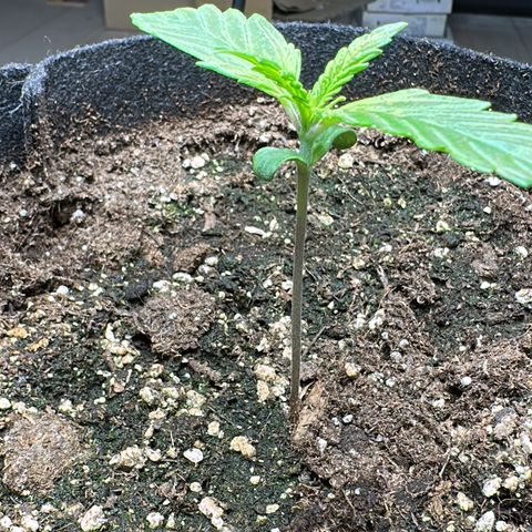 Bubbles growlog timeline photo