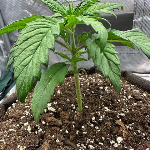 Bubbles growlog timeline photo