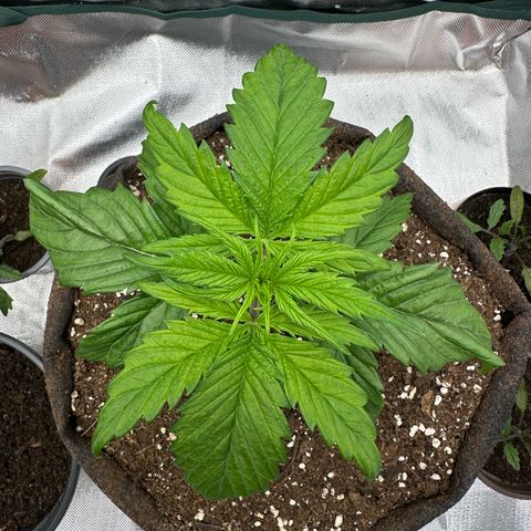 Bubbles growlog timeline photo