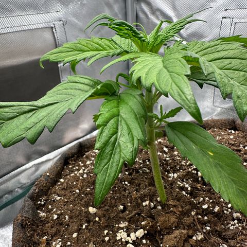 Bubbles growlog timeline photo