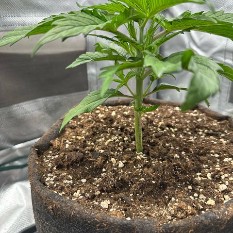 Bubbles growlog timeline photo
