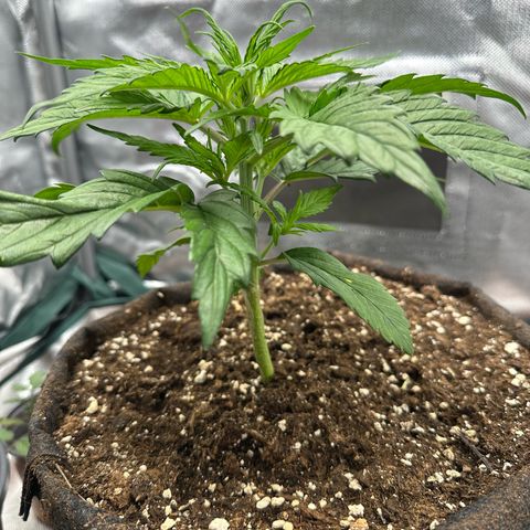 Bubbles growlog timeline photo