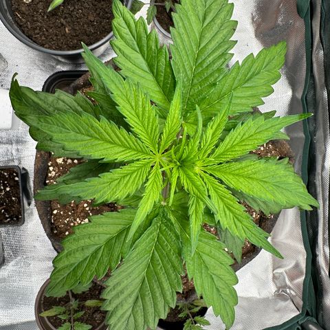 Bubbles growlog timeline photo