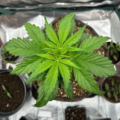 Bubbles growlog timeline photo