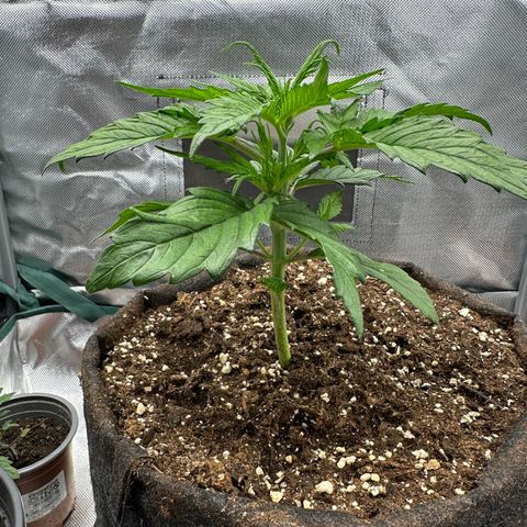 Bubbles growlog timeline photo