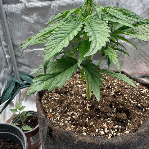 Bubbles growlog timeline photo