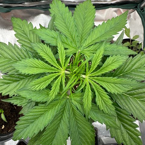 Bubbles growlog timeline photo