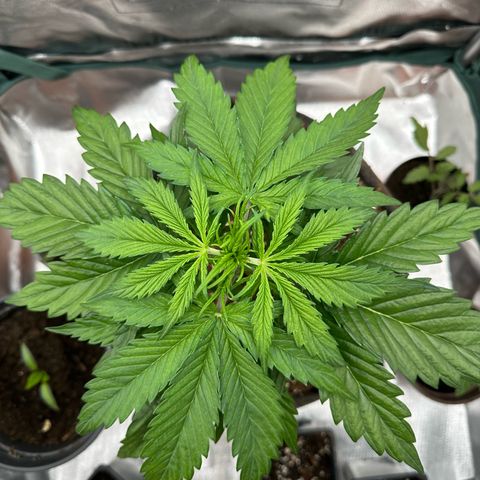 Bubbles growlog timeline photo