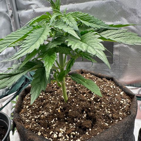 Bubbles growlog timeline photo