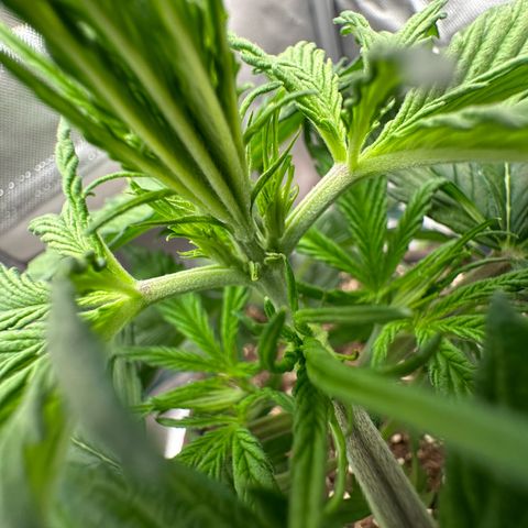 Bubbles growlog timeline photo