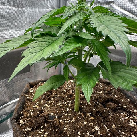 Bubbles growlog timeline photo