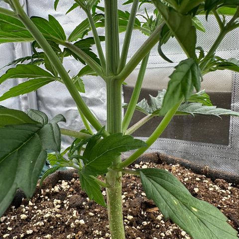 Bubbles growlog timeline photo