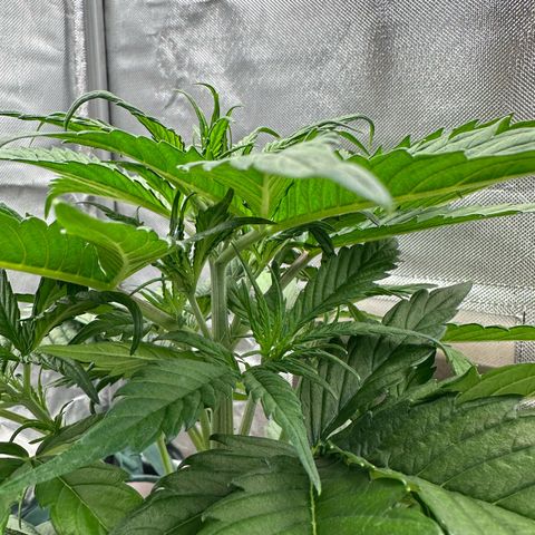 Bubbles growlog timeline photo