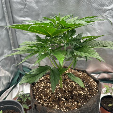 Bubbles growlog timeline photo