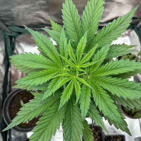 Bubbles growlog timeline photo