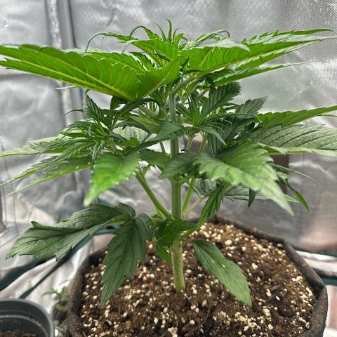 Bubbles growlog timeline photo