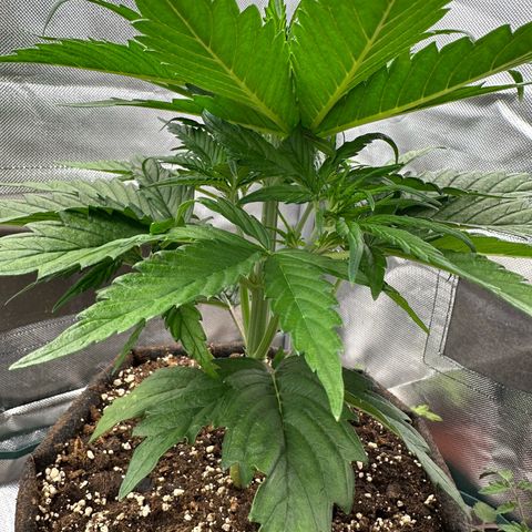 Bubbles growlog timeline photo