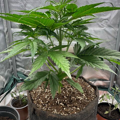 Bubbles growlog timeline photo