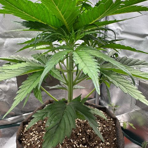 Bubbles growlog timeline photo
