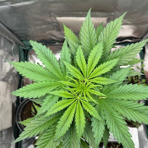 Bubbles growlog timeline photo