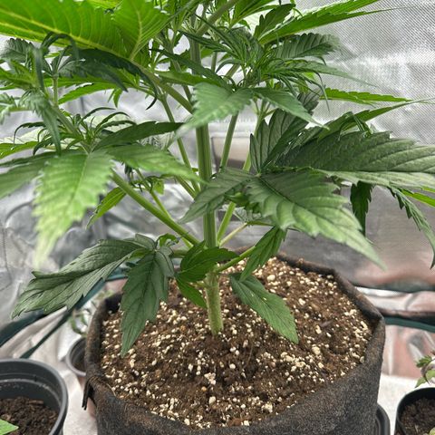 Bubbles growlog timeline photo
