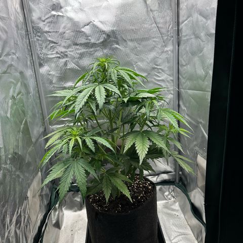 Bubbles growlog timeline photo