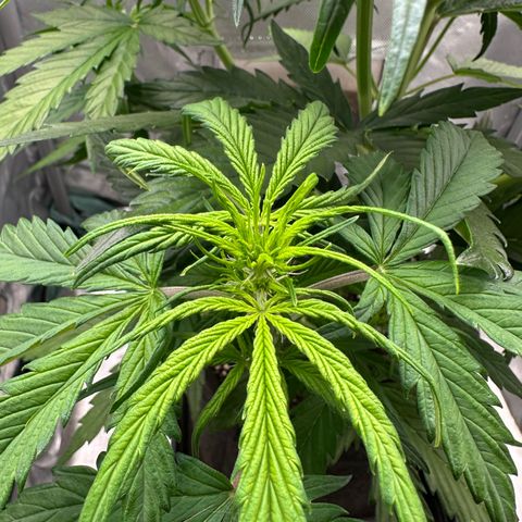 Bubbles growlog timeline photo