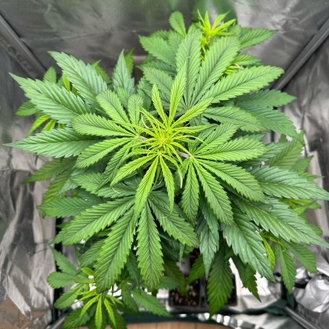 Bubbles growlog timeline photo