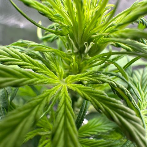 Bubbles growlog timeline photo