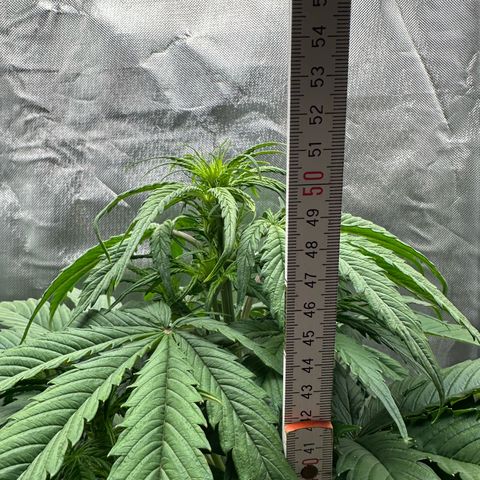 Bubbles growlog timeline photo