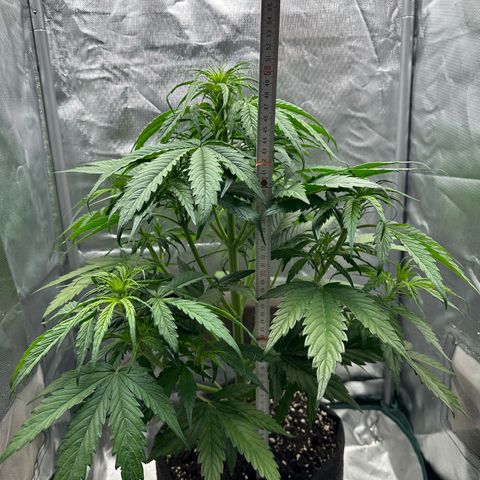 Bubbles growlog timeline photo