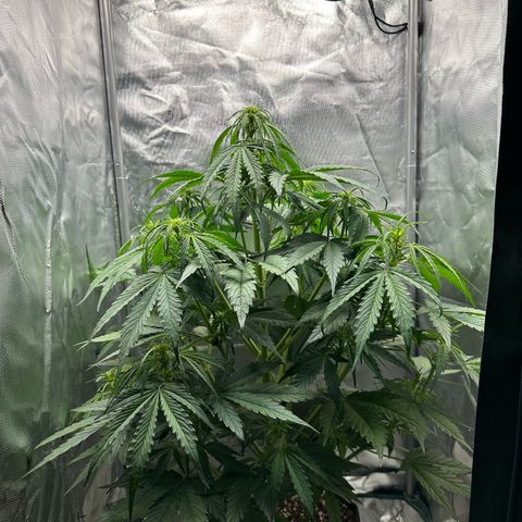 Bubbles growlog timeline photo