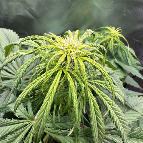 Bubbles growlog timeline photo