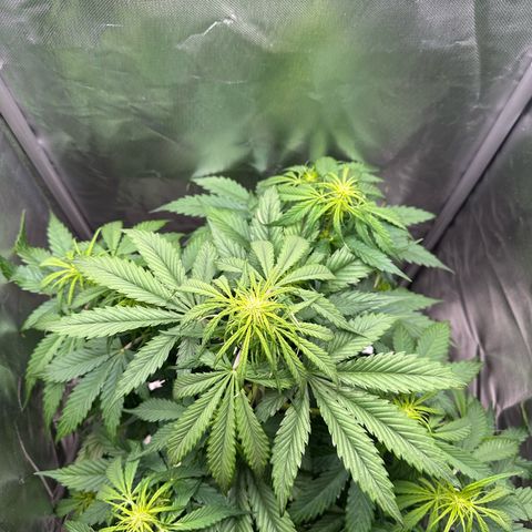 Bubbles growlog timeline photo