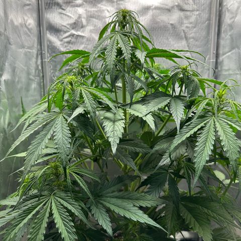 Bubbles growlog timeline photo