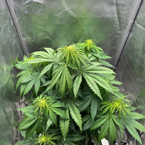 Bubbles growlog timeline photo