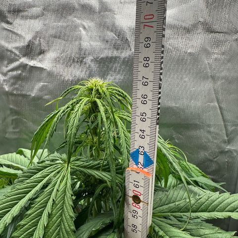 Bubbles growlog timeline photo