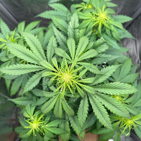 Bubbles growlog timeline photo