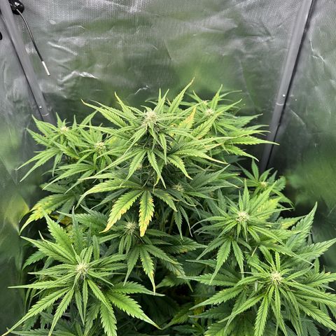 Bubbles growlog timeline photo