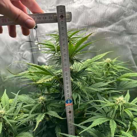 Bubbles growlog timeline photo